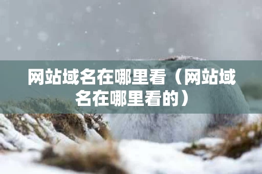 网站域名在哪里看（网站域名在哪里看的）