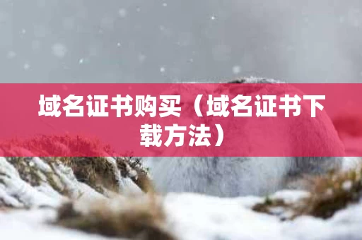 域名证书购买（域名证书下载方法）