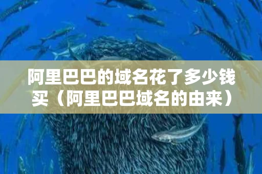 阿里巴巴的域名花了多少钱买（阿里巴巴域名的由来）