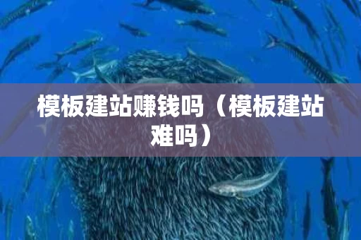 模板建站赚钱吗（模板建站难吗）