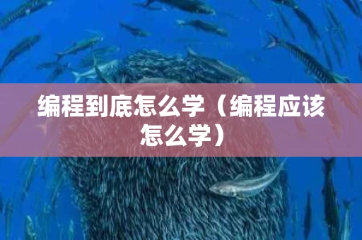 编程到底怎么学（编程应该怎么学）