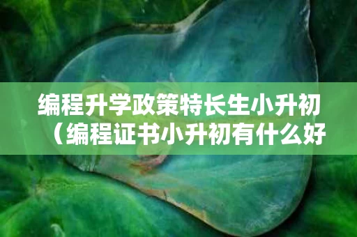 编程升学政策特长生小升初（编程证书小升初有什么好处吗）