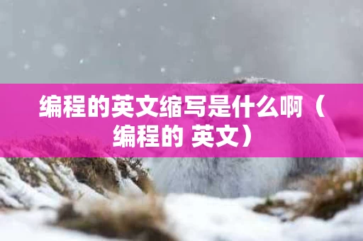 编程的英文缩写是什么啊（编程的 英文）