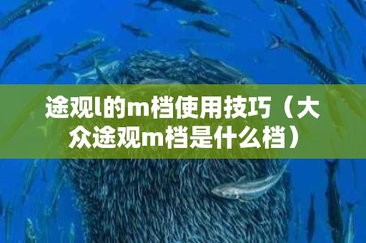途观l的m档使用技巧（大众途观m档是什么档）