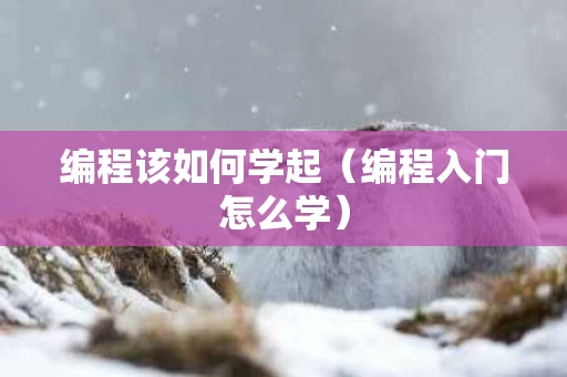 编程该如何学起（编程入门怎么学）
