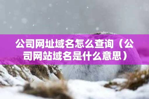 公司网址域名怎么查询（公司网站域名是什么意思）