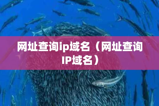 网址查询ip域名（网址查询IP域名）