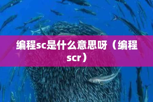编程sc是什么意思呀（编程scr）