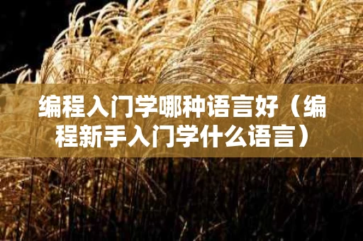 编程入门学哪种语言好（编程新手入门学什么语言）