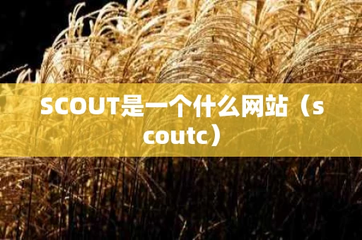 SCOUT是一个什么网站（scoutc）