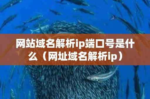 网站域名解析ip端口号是什么（网址域名解析ip）