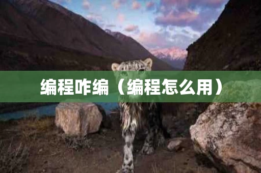 编程咋编（编程怎么用）