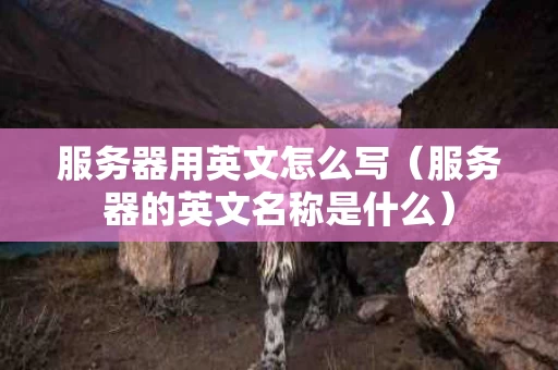服务器用英文怎么写（服务器的英文名称是什么）