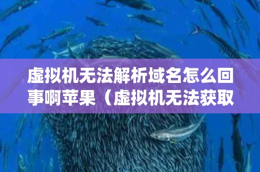 虚拟机无法解析域名怎么回事啊苹果（虚拟机无法获取ip地址）
