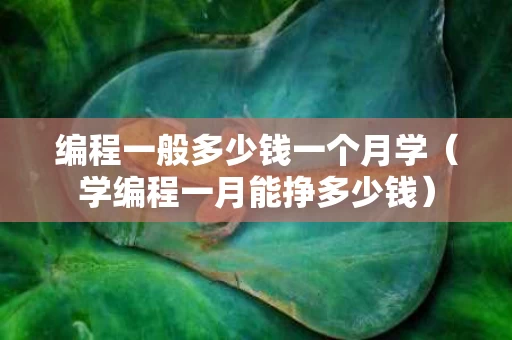 编程一般多少钱一个月学（学编程一月能挣多少钱）