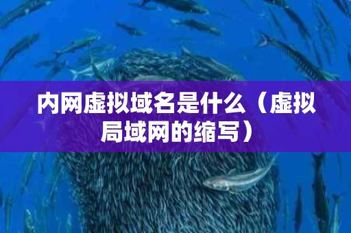 内网虚拟域名是什么（虚拟局域网的缩写）