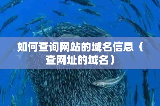 如何查询网站的域名信息（查网址的域名）