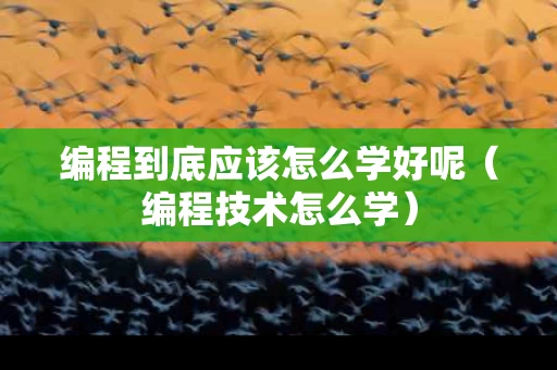 编程到底应该怎么学好呢（编程技术怎么学）