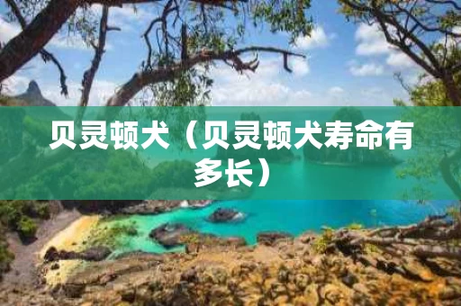 贝灵顿犬（贝灵顿犬寿命有多长）