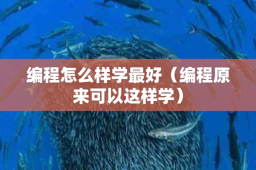 编程怎么样学最好（编程原来可以这样学）