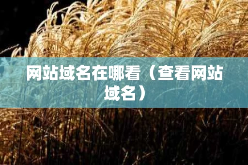 网站域名在哪看（查看网站域名）
