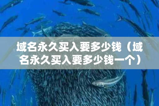 域名永久买入要多少钱（域名永久买入要多少钱一个）