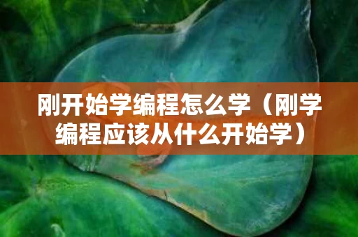 刚开始学编程怎么学（刚学编程应该从什么开始学）