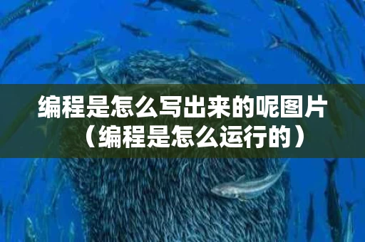 编程是怎么写出来的呢图片（编程是怎么运行的）
