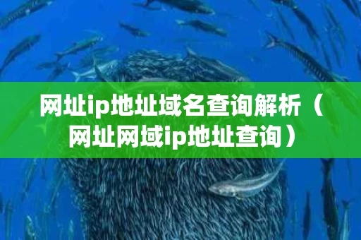 网址ip地址域名查询解析（网址网域ip地址查询）