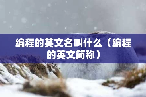 编程的英文名叫什么（编程的英文简称）