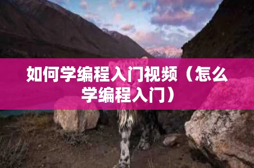 如何学编程入门视频（怎么学编程入门）